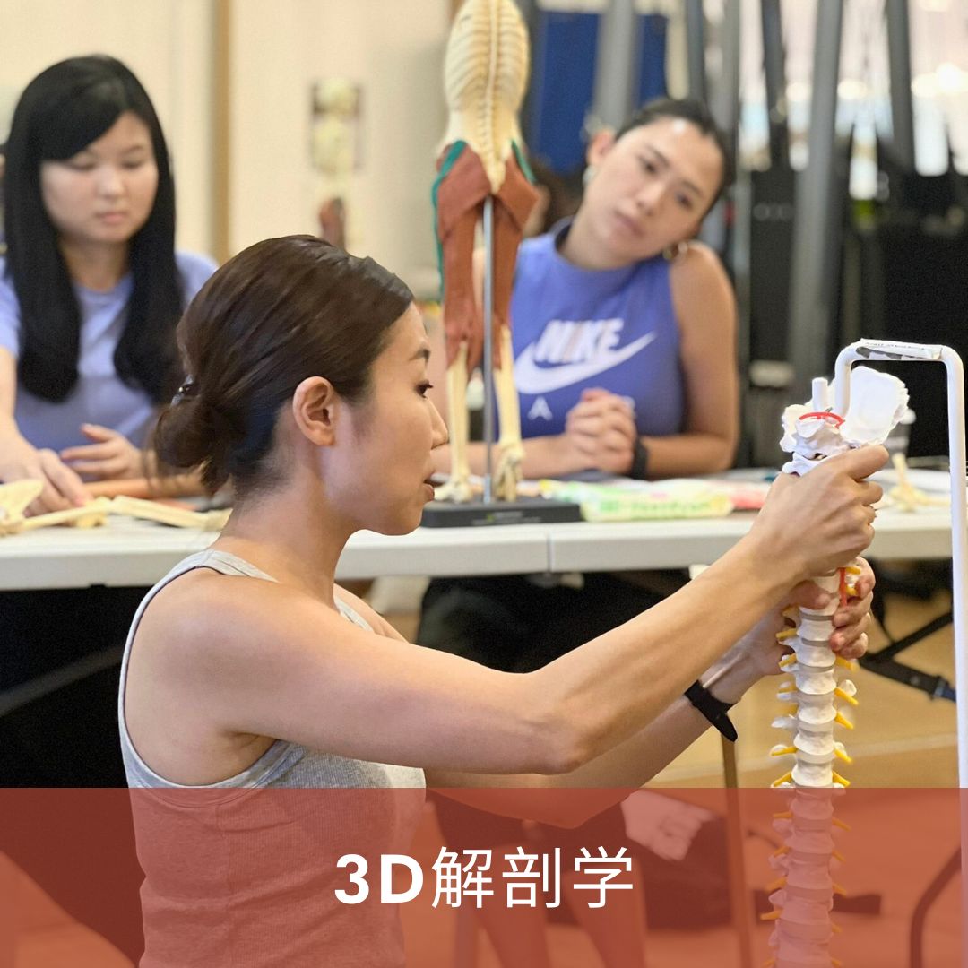 3D解剖学 | Anatomy in 3 Dimensions taught in Japanese (Dec 2026)