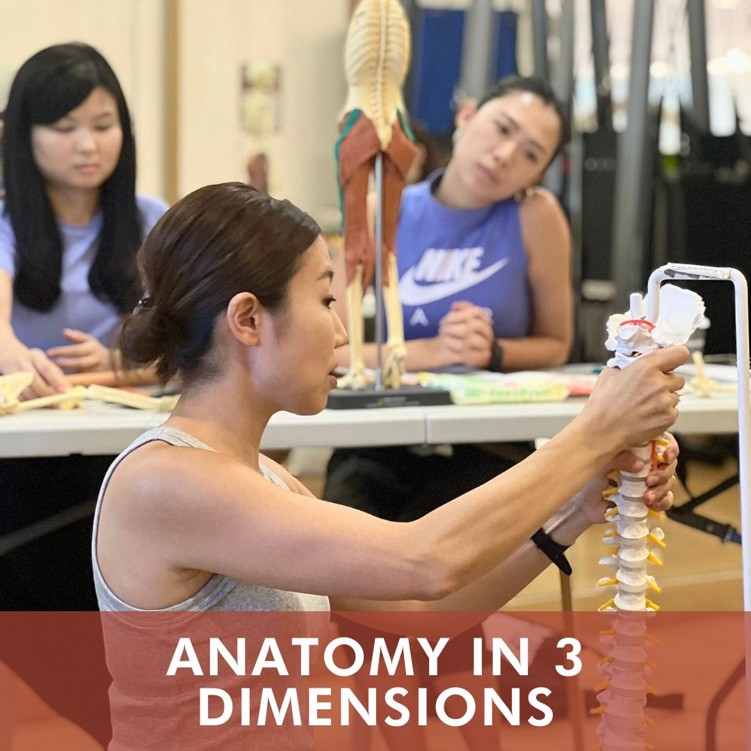 Anatomy in 3 Dimensions (Dec 2026)